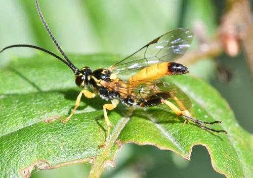 Réf. 327 371 : Cratichneumon coruscator